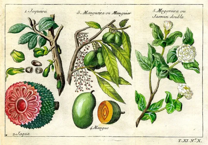 Framed Print : Jaqueira, Mango and Jasmin Framed Print : Jaqueira, Mango and Jasmin