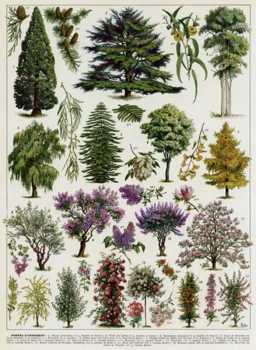Framed Print : Jardins (Arbres d ornement) - trees for ornamental gardens Framed Print : Jardins (Arbres d ornement) - trees for ornamental gardens