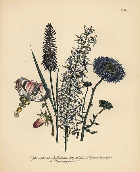 Jasione, Michauxia and rampion species