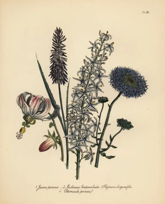 Framed Print : Jasione, Michauxia and rampion species Framed Print : Jasione, Michauxia and rampion species