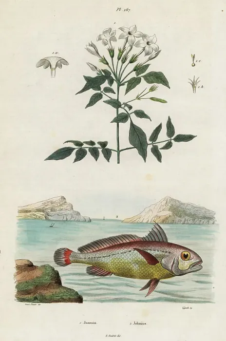 Framed Print : Jasmine and bigeye croaker Framed Print : Jasmine and bigeye croaker