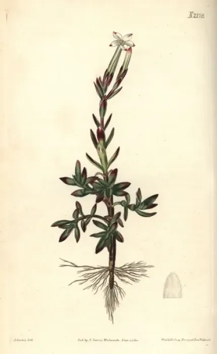 Framed Print : Jasmine-flowered crassula, Crassula jasminea