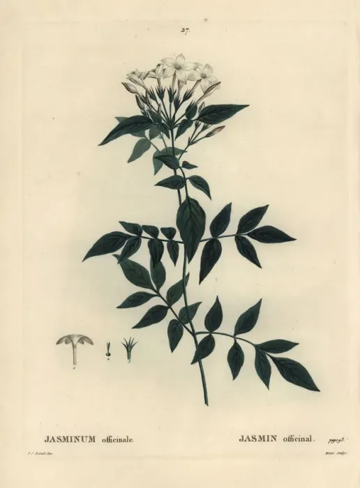 Framed Print : Jasmine, Jasminum officinale Framed Print : Jasmine, Jasminum officinale