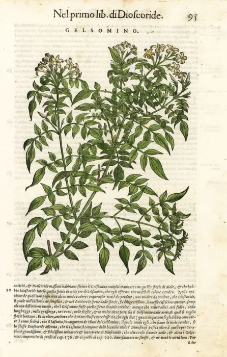 Framed Print : Jasmine, Jasminum officinale Framed Print : Jasmine, Jasminum officinale