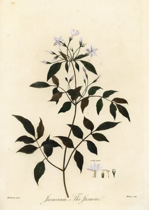 Framed Print : Jasmine, Jasminum officinale Framed Print : Jasmine, Jasminum officinale