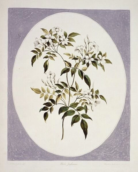 Jasminum polyanthum, jasmine