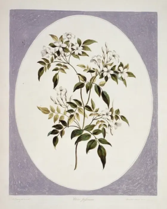 Framed Print : Jasminum polyanthum, jasmine Framed Print : Jasminum polyanthum, jasmine