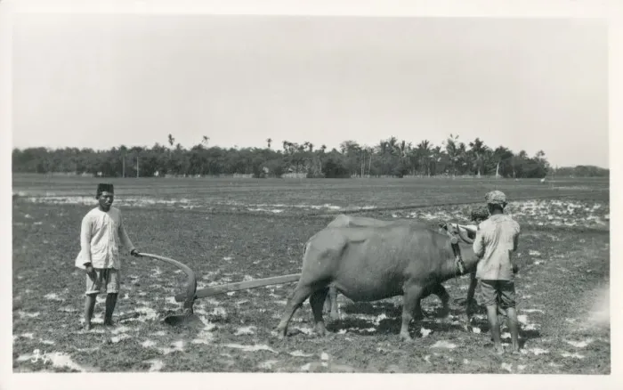 Framed Print : Java, Indonesia - Ploughing with a team of oxen Framed Print : Java, Indonesia - Ploughing with a team of oxen