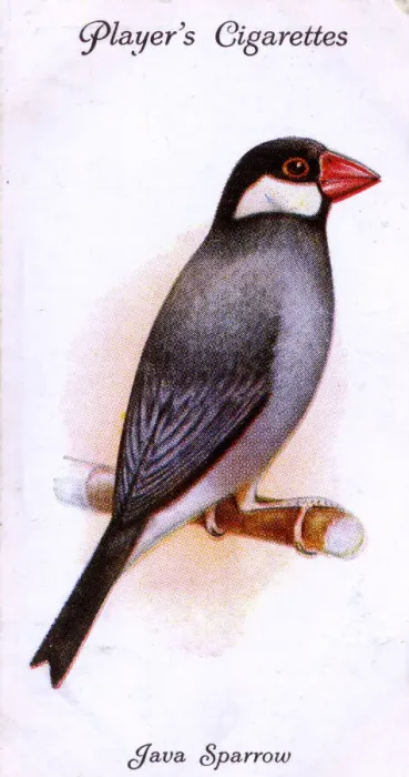 Framed Print : Java Sparrow