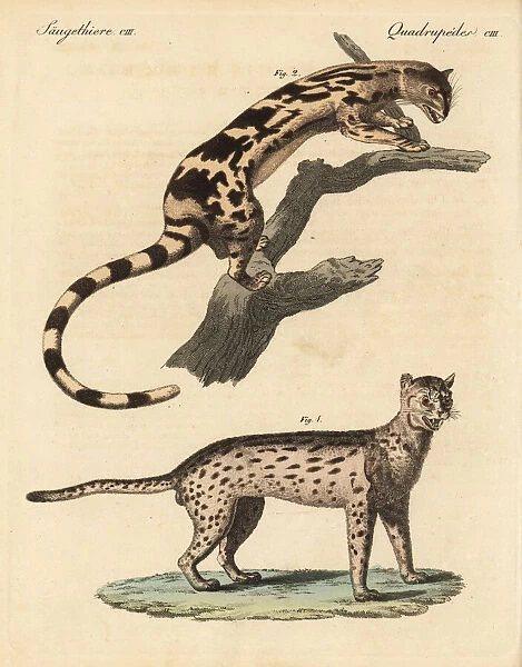 Javan leopard cat and banded linsang
