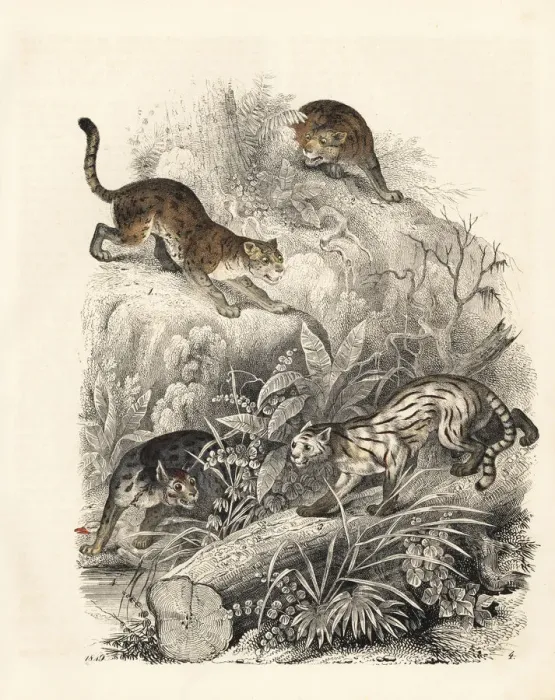Framed Print : Javan leopard-cat, colocolo and Nepalese cat Framed Print : Javan leopard-cat, colocolo and Nepalese cat