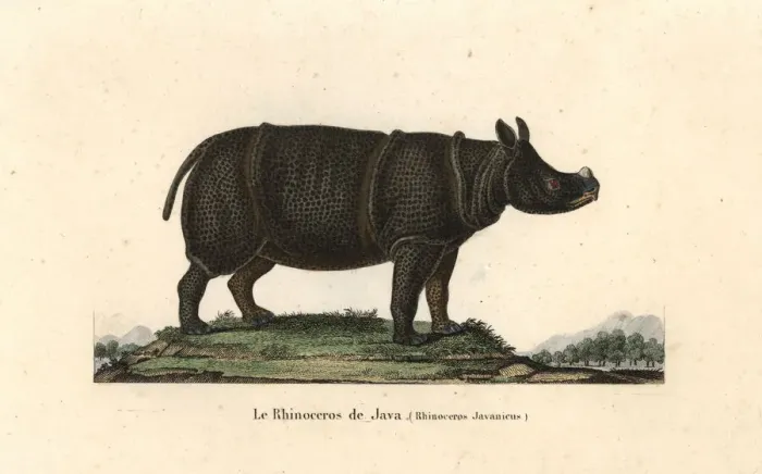 Framed Print : Javan rhinoceros, Rhinoceros sondaicus. Critically Framed Print : Javan rhinoceros, Rhinoceros sondaicus. Critically