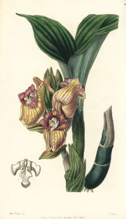 Framed Print : Javanese acanthephippium orchid, Acanthephippium javanicum Framed Print : Javanese acanthephippium orchid, Acanthephippium javanicum