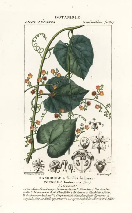 Framed Print : Javillo or antidote caccoon, Fevillea cordifolia Framed Print : Javillo or antidote caccoon, Fevillea cordifolia