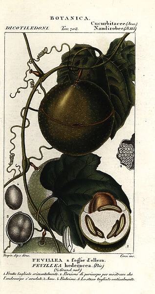 Javillo or antidote caccoon fruit, Fevillea cordifolia