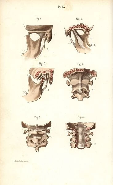 Jaw bone and neck