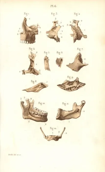 Framed Print : Jaw bones.. Handcolored steel engraving from Dr Framed Print : Jaw bones.. Handcolored steel engraving from Dr
