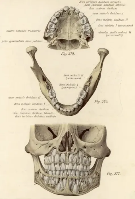 Framed Print : Jaw Bones & Teeth Framed Print : Jaw Bones & Teeth