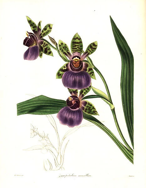 Jaw-shaped zygopetalum orchid, Zygopetalum maxillare