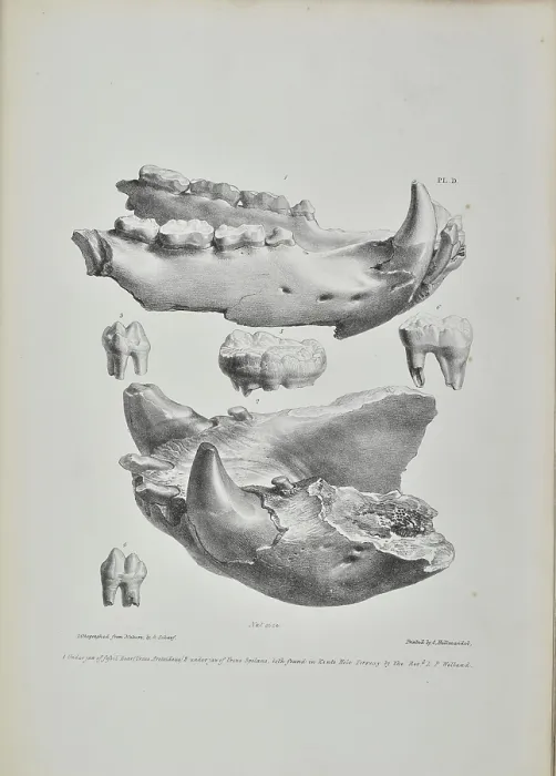 Framed Print : Jaws of bears found in Kent's Cavern Framed Print : Jaws of bears found in Kent's Cavern