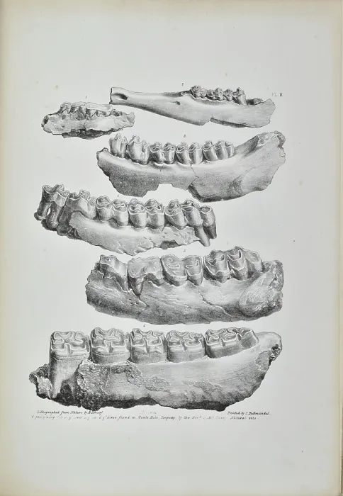 Framed Print : Jaws of a hog, deer, fox and horse found in Kent's Cavern Framed Print : Jaws of a hog, deer, fox and horse found in Kent's Cavern