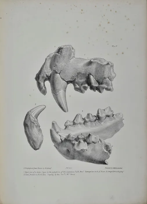 Framed Print : Jaws and teeth of a tiger, bear and hyaena - Kent's Cavern Framed Print : Jaws and teeth of a tiger, bear and hyaena - Kent's Cavern