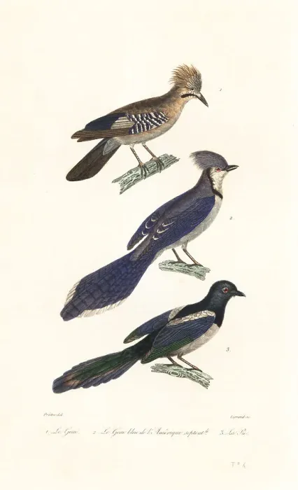 Framed Print : Jay, blue jay and magpie Framed Print : Jay, blue jay and magpie