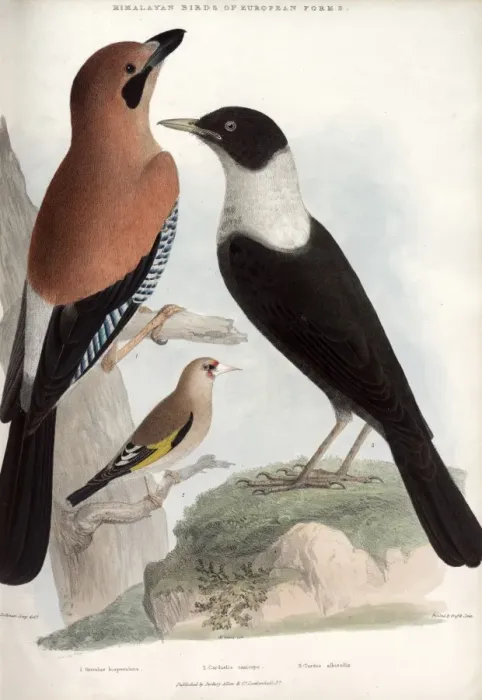 Framed Print : Jay, Goldfinch and White-throated thrush Framed Print : Jay, Goldfinch and White-throated thrush