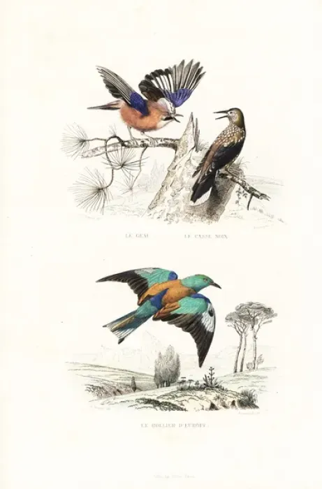 Framed Print : Jay, spotted nutcracker and roller Framed Print : Jay, spotted nutcracker and roller