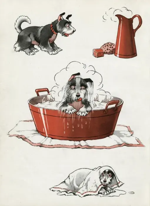 Framed Print : Jeek the puppy on bath day Framed Print : Jeek the puppy on bath day