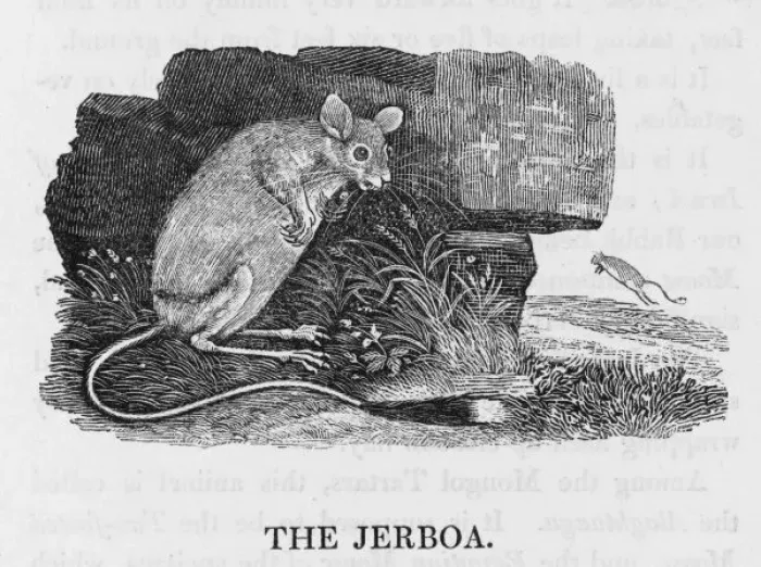 Framed Print : Jerboa (Bewick) Framed Print : Jerboa (Bewick)