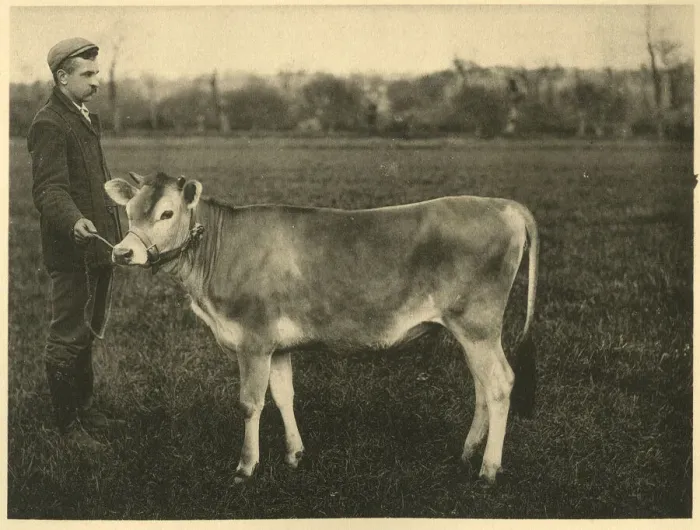 Framed Print : Jersey cow yearling Framed Print : Jersey cow yearling