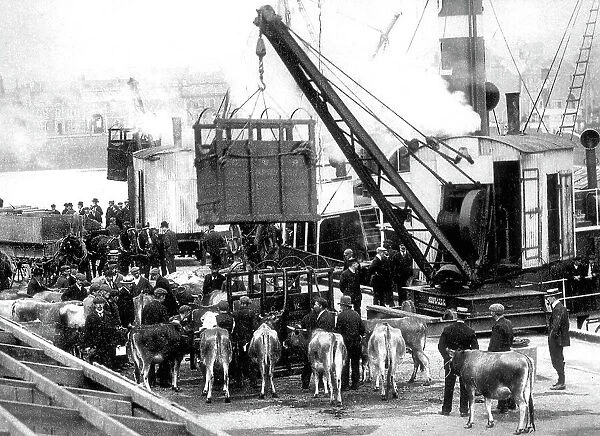 Jersey shipping cattle early 1900s