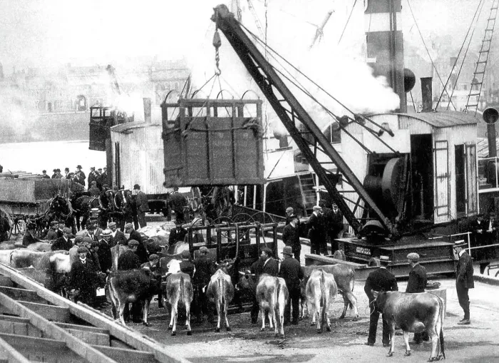 Framed Print : Jersey shipping cattle early 1900s Framed Print : Jersey shipping cattle early 1900s