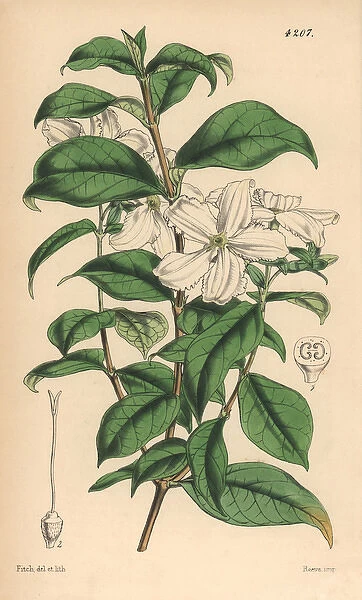 Jessamine flowered heinsia, Heinsia jasminiflora
