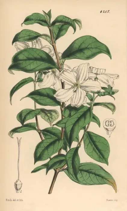 Framed Print : Jessamine flowered heinsia, Heinsia jasminiflora Framed Print : Jessamine flowered heinsia, Heinsia jasminiflora