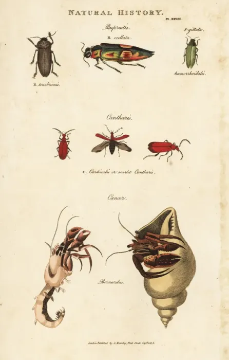 Framed Print : Jewel beetles, scarlet cantharis, and hermit crab Framed Print : Jewel beetles, scarlet cantharis, and hermit crab