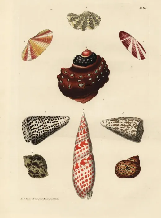 Framed Print : Jewel box clam, embossed horn, miter, volute Framed Print : Jewel box clam, embossed horn, miter, volute