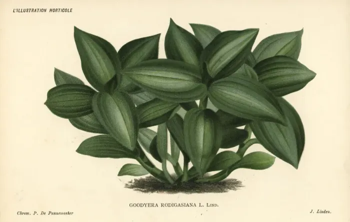 Framed Print : Jewel orchid, Ludisia discolor Framed Print : Jewel orchid, Ludisia discolor