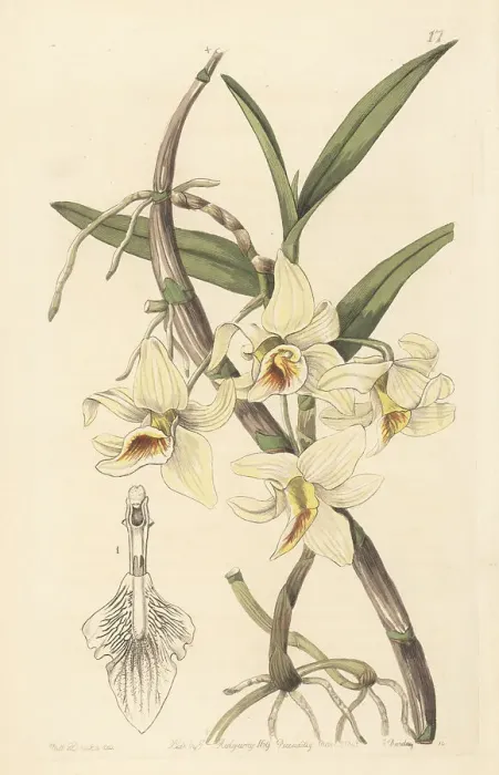 Framed Print : Jian dao chun shi hu orchid, Dendrobium rhombeum Framed Print : Jian dao chun shi hu orchid, Dendrobium rhombeum