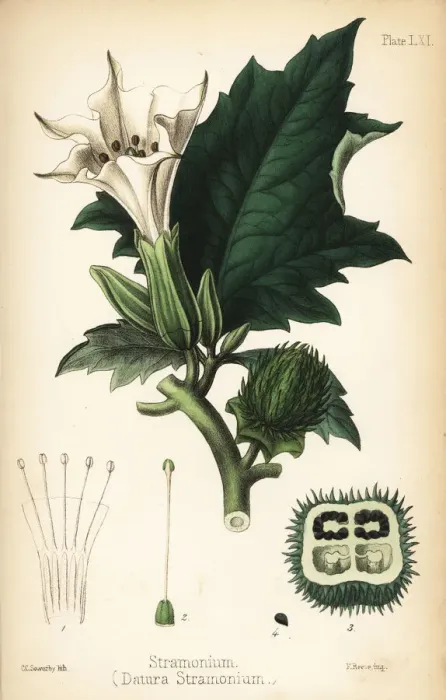 Framed Print : Jimsonweed or devils snare, Datura stramonium Framed Print : Jimsonweed or devils snare, Datura stramonium