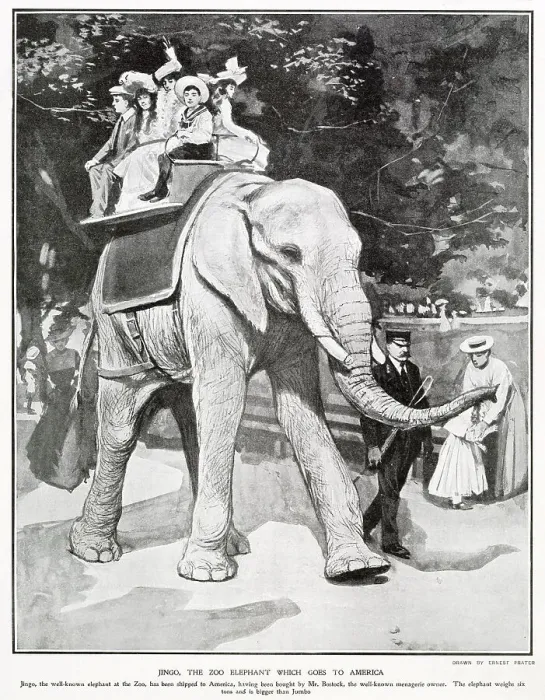 Framed Print : Jingo the Zoo Elephant Goes to America 1903 Framed Print : Jingo the Zoo Elephant Goes to America 1903
