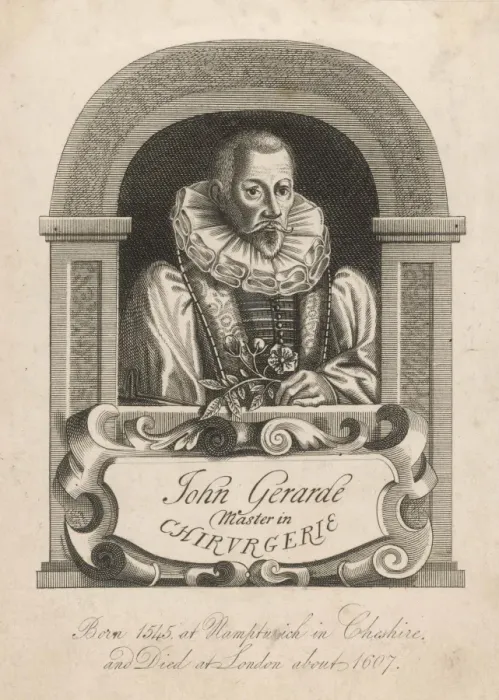 Framed Print : John Gerard, Herbalist Framed Print : John Gerard, Herbalist