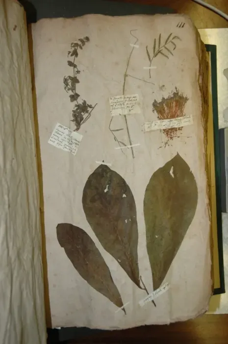 Framed Print : John Lawson plant specimen Framed Print : John Lawson plant specimen