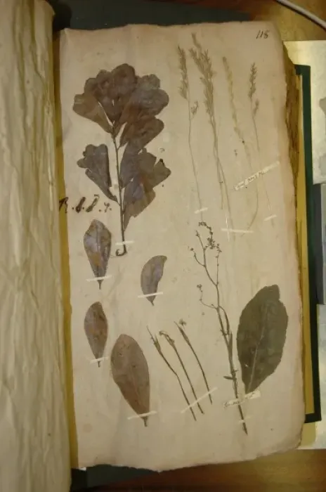Framed Print : John Lawson plant specimen Framed Print : John Lawson plant specimen