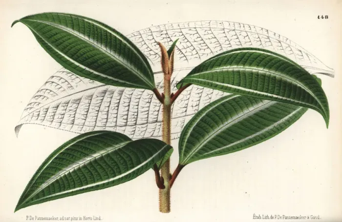 Framed Print : Johnnyberry variety, Miconia pulverulenta