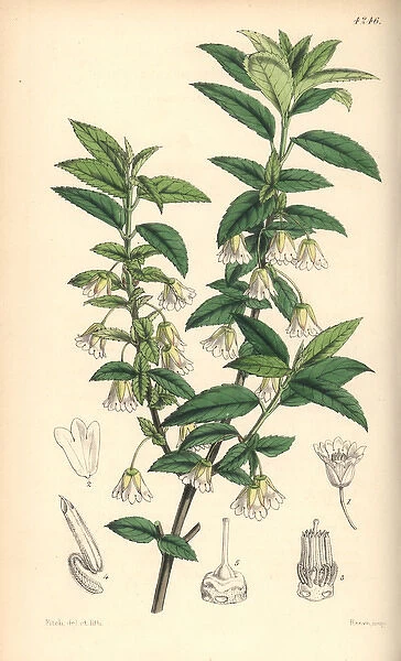 Jointed-pedicelled friesia, Friesia peduncularis