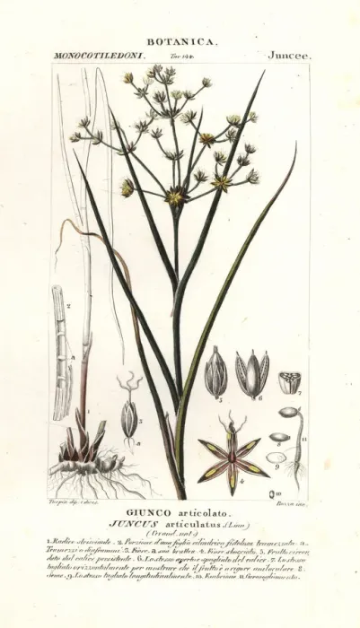 Framed Print : Jointed rush, Juncus articulatus Framed Print : Jointed rush, Juncus articulatus