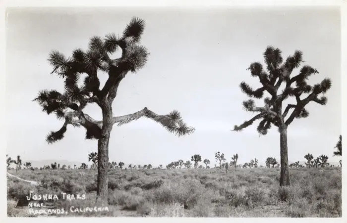 Framed Print : Joshua trees near Redlands, California, USA Framed Print : Joshua trees near Redlands, California, USA