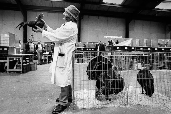 Framed Print : Judge with exhibit at poultry show, Staffordshire, England Framed Print : Judge with exhibit at poultry show, Staffordshire, England